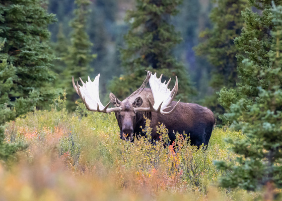 Denali National Park