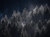 Gros Ventre Wilderness, Bridger-Teton National Forest