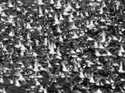 Drayton Harbor, Puget Sound