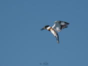 Hovering Kingfisher