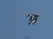 Hovering Kingfisher
