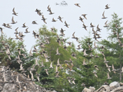 High flying Golden Plovers