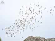 High flying Golden Plovers