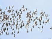 High flying Golden Plovers