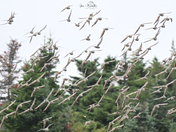 High flying Golden Plovers