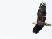 Bald Eagle at Dog Lake