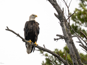 Bald Eagle at Dog Lake