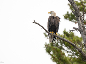 Bald Eagle at Dog Lake