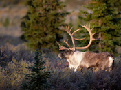 Denali National Park