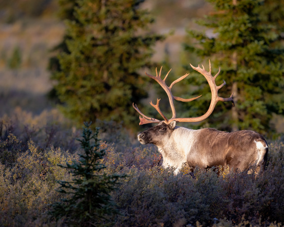 Denali National Park