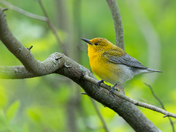 Female Prothonotary Warbler 