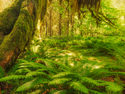 Olympic National Park