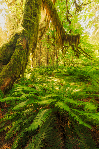 Olympic National Park