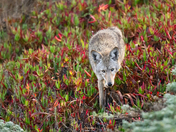 Point Reyes National Seashore