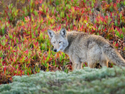Point Reyes National Seashore