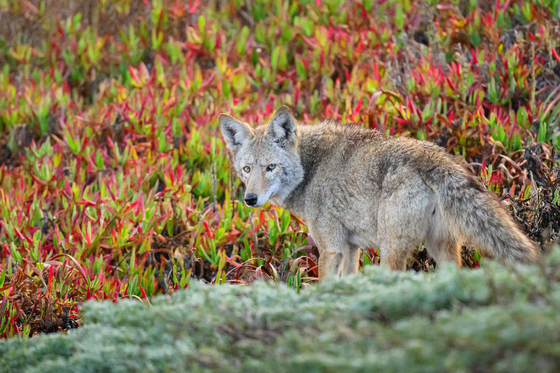 Point Reyes National Seashore
