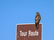 Kern National Wildlife Refuge