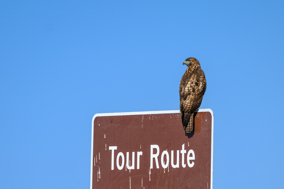 Kern National Wildlife Refuge