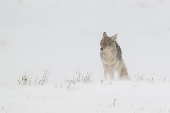 National Elk Refuge