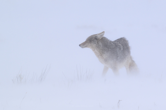 National Elk Refuge