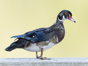 Changing with the seasons