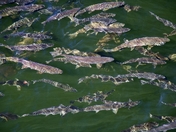 Tongass National Forest