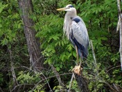 Iriquois National Wildlife Refuge