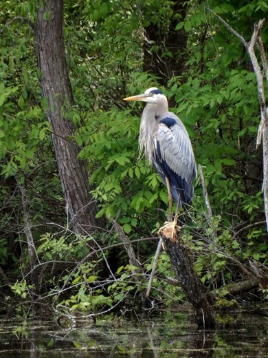 Iriquois National Wildlife Refuge