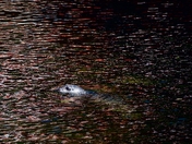 Tongass National Forest