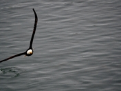 Tongass National Forest