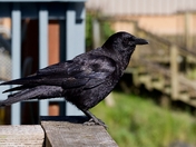 Tongass National Park