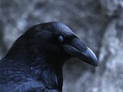 Yosemite National Park