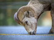 how many licks to the center (line)