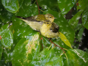 Wet Warblers
