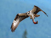 Osprey in flight with kokanee salmon