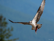 Osprey in flight with kokanee salmon