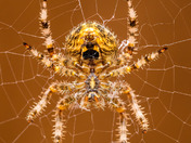 Orb weaver spider underside