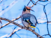 Waxwing 