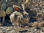 Big Bend National Park