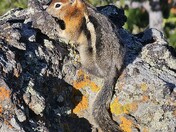 Yellowstone National Park