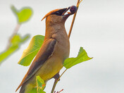 Waxwing and berry