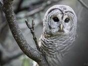 Barred Owl Portrait 