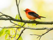 Scarlet Tanager