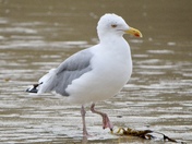 Acadia National Park