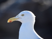 Acadia National Park