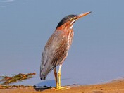 Green Heron at the beach