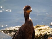 Double-crested Cormorant 