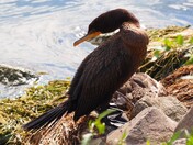 Double-crested Cormorant