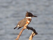 Belted Kingfisher