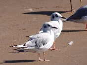 Bonaparte's Gulls at the beach